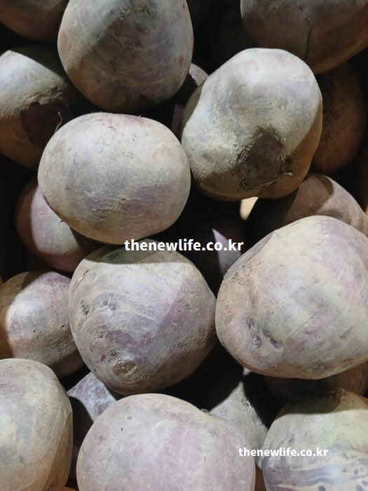 비트 효능 다이어트 식이섬유