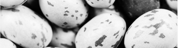 강낭콩 보관방법: 구매 요령