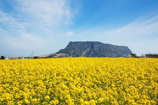 제주도 유채꽃