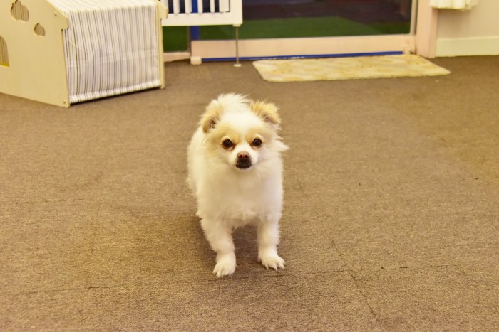 수영동 디저트 카페 스윗트롤 문지기 춘양씨