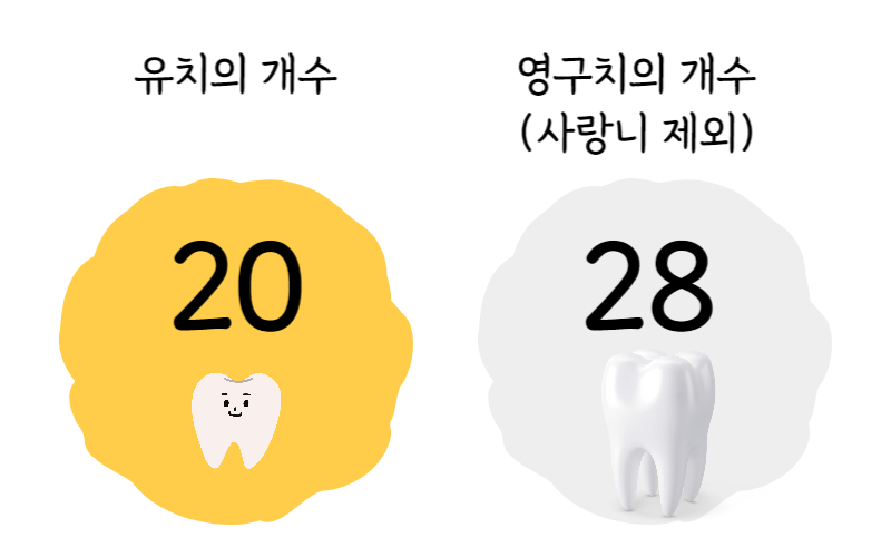 치아의 개수