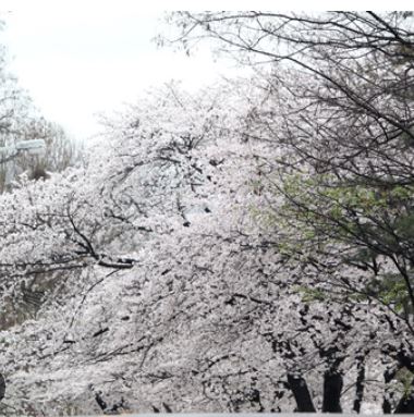 봉화 벚꽃