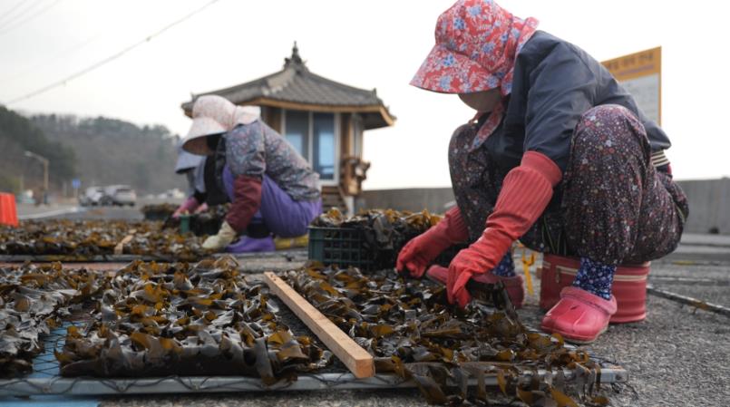 동네한바퀴 영덕 돌미역 해녀가 말리는 모습