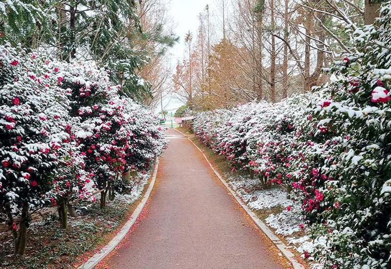 신안섬 겨울꽃 축제