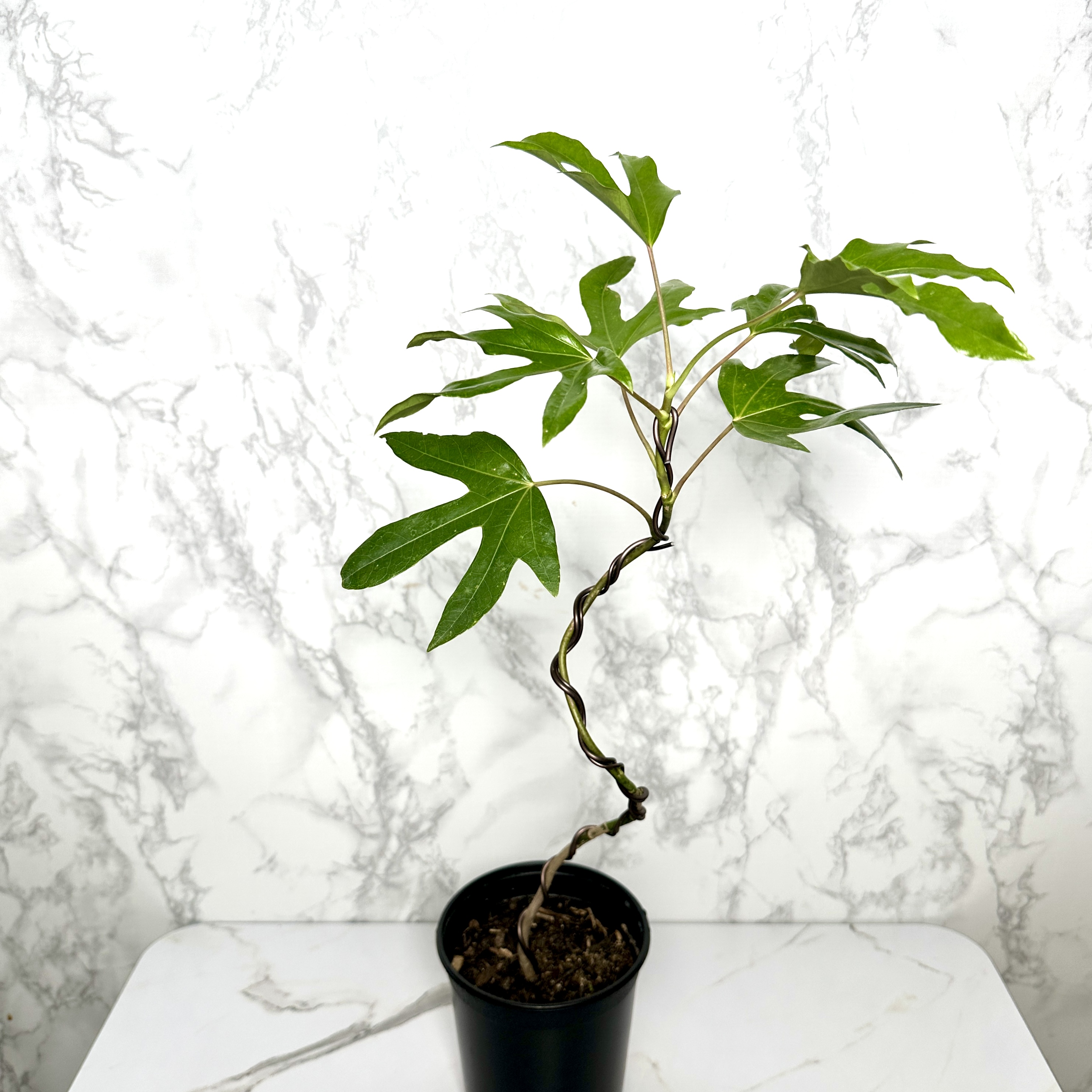 황칠나무 키우기