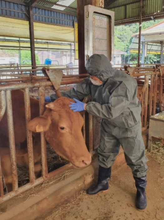 구제역 발생 4년 4개월만 충북 청주 지역 