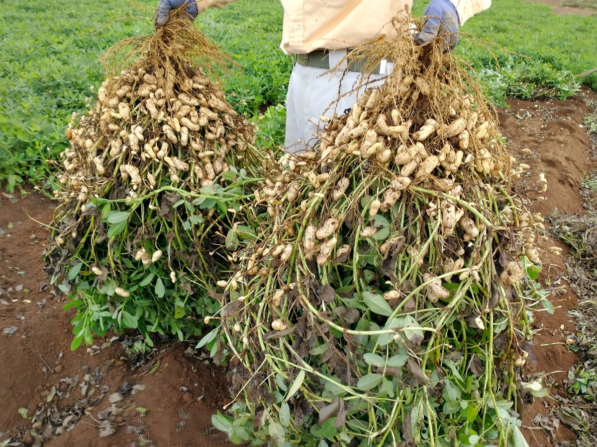 땅콩 수확시기