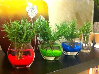 로즈마리 재배 삽목 번식 배수성 좋은 흙 관리_9