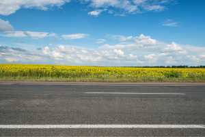 고양이 로드킬 신고 동물 사체 처리 보상