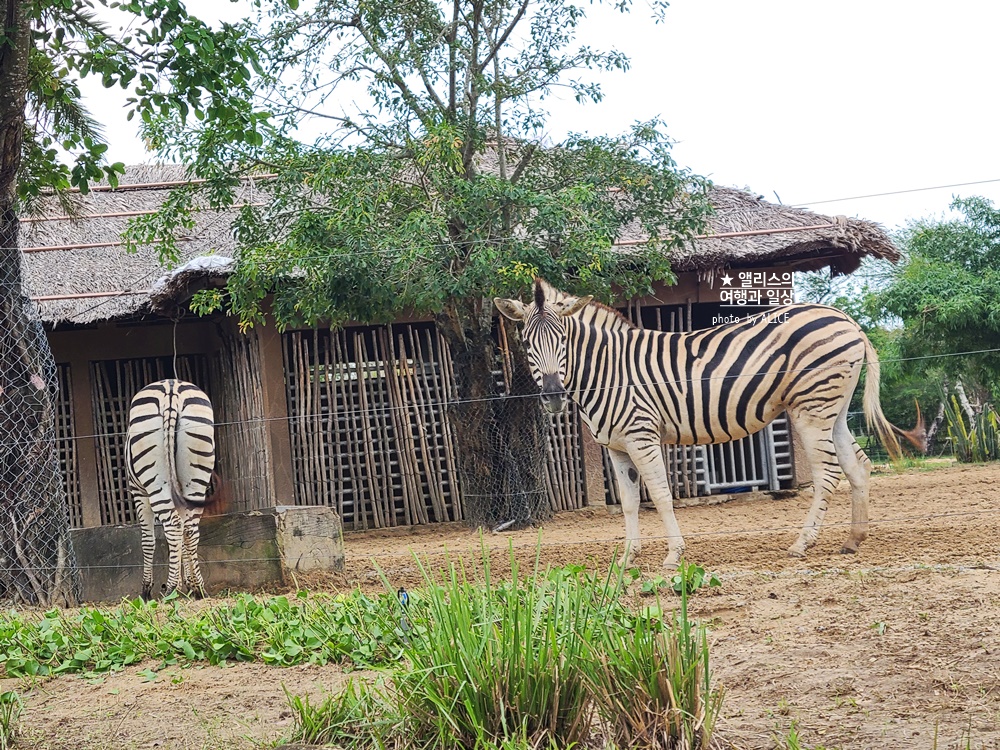 베트남 남호이안 빈원더스 사파리 후기 가격 할인입장권 예약 리버