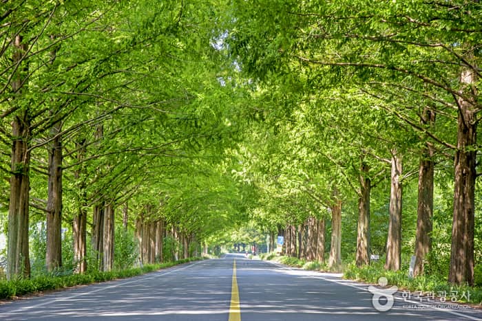 담양-메타세쿼이아-길의-녹음