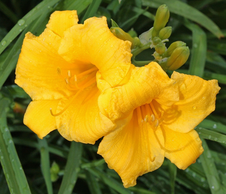 스텔라 디 오로 사진