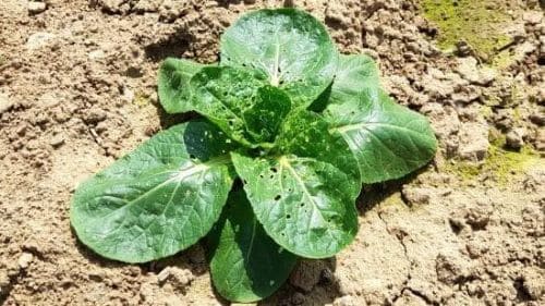 청경채-병충해-방제법-노균병-연부병-벼룩잎벌레-증상