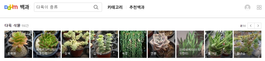 홍매화 청옥 등 다육이 이름 리스트
