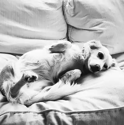 반려견 등록 여부 조회