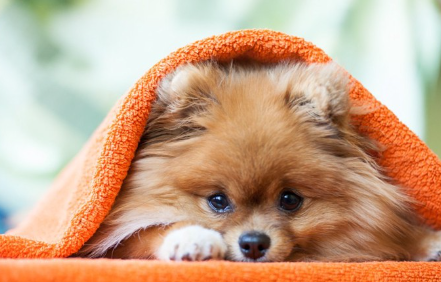 담요에 돌돌 말린 포메라니안.