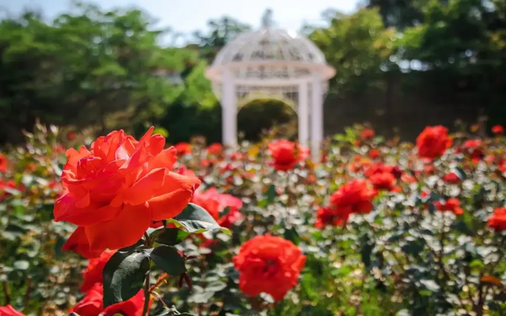 오산 고인돌공원의 장미