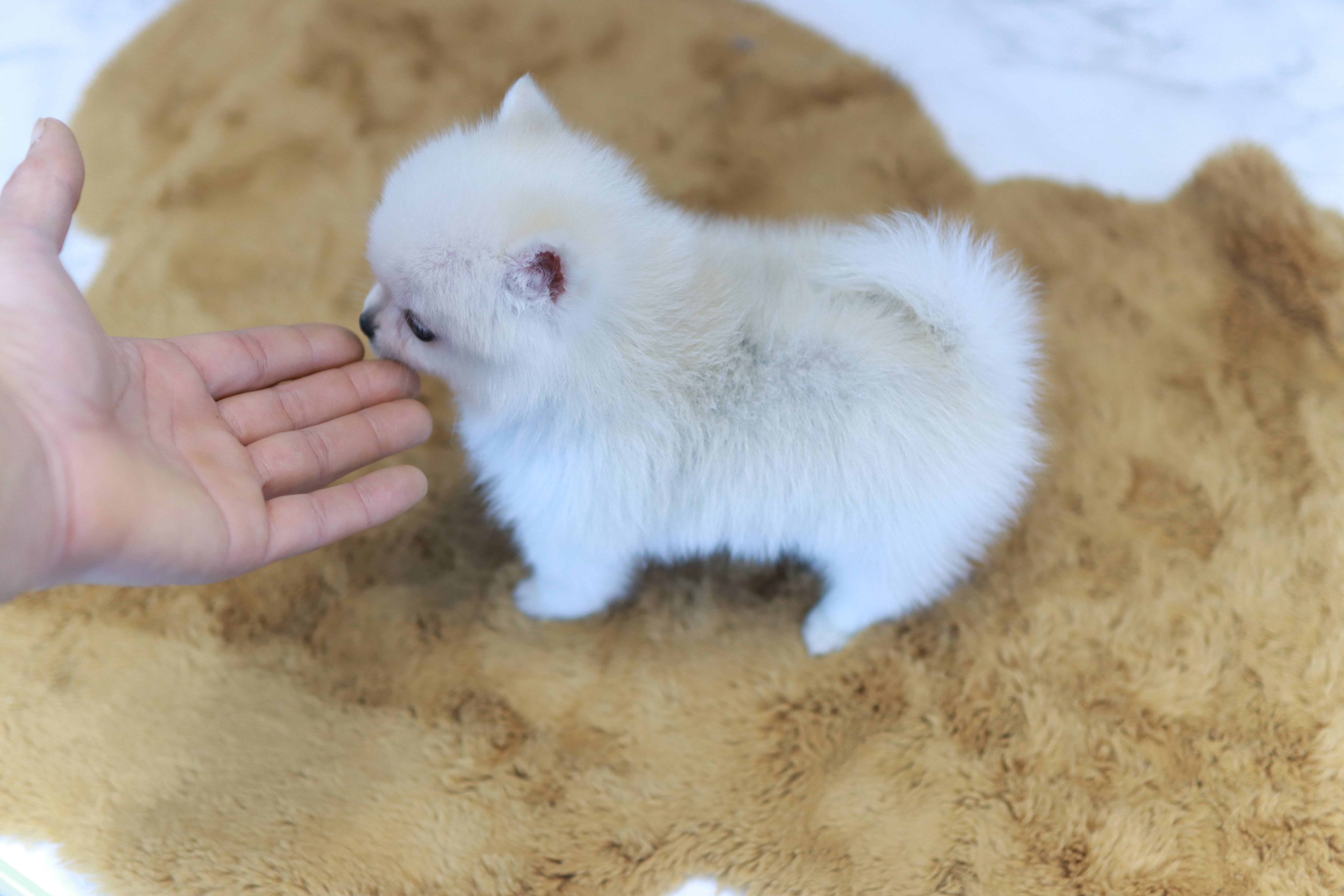 폼스키 책임 분양