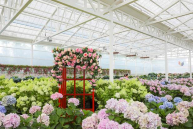 휴애리 수국축제