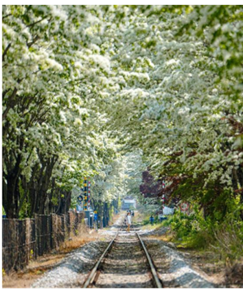전주 이팝나무 축제
