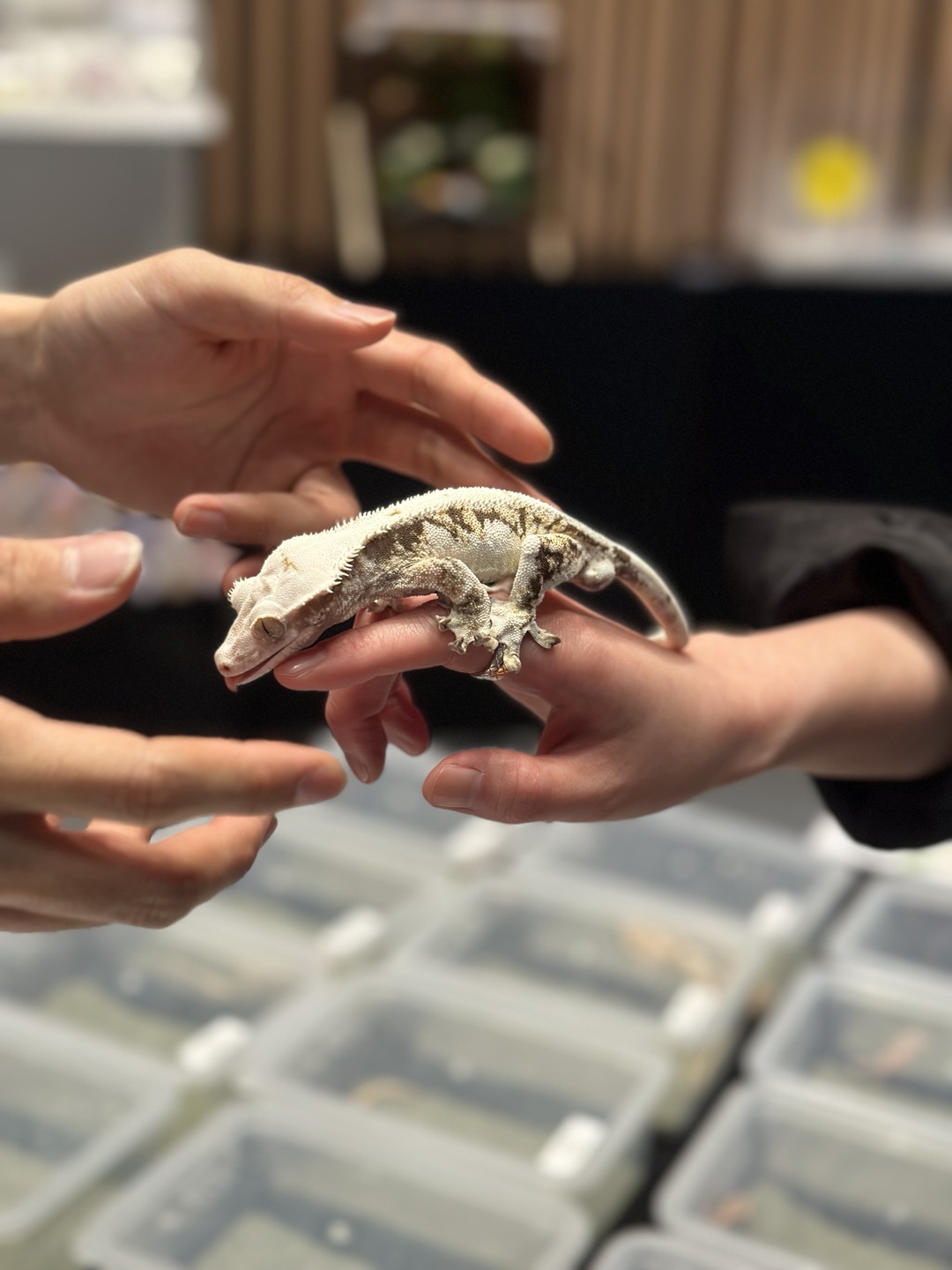 정글대탐험 안내