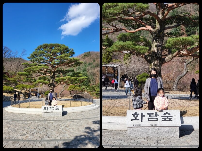소나무