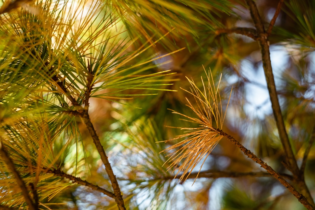 Pine