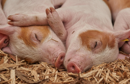 2025년 7월 돼지띠(생년별) 운세