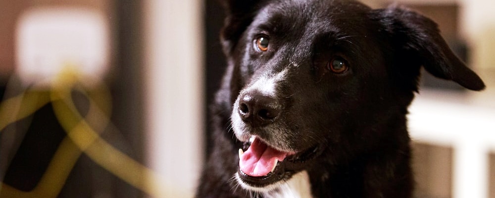 강아지 관절염 증상 12