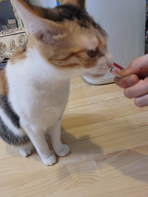 #간식먹는 우리집 막내