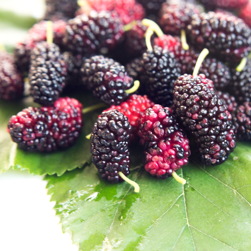 오디 효능 부작용