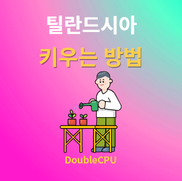 틸란드시아 키우기