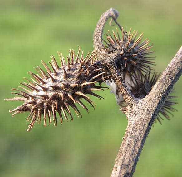 도꼬마리 주의사항
