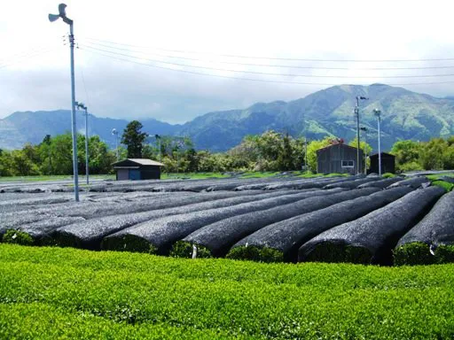 차나무 재배 잎 따기 시기 그늘 재배 향 유지_7