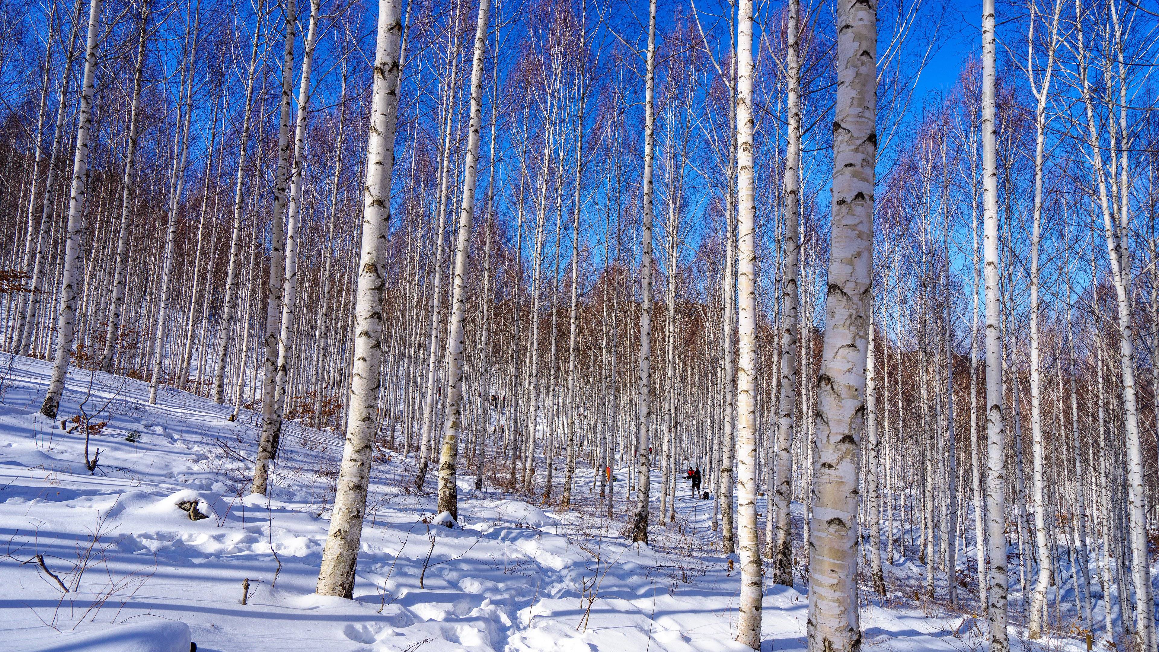 인제 자작나무숲2