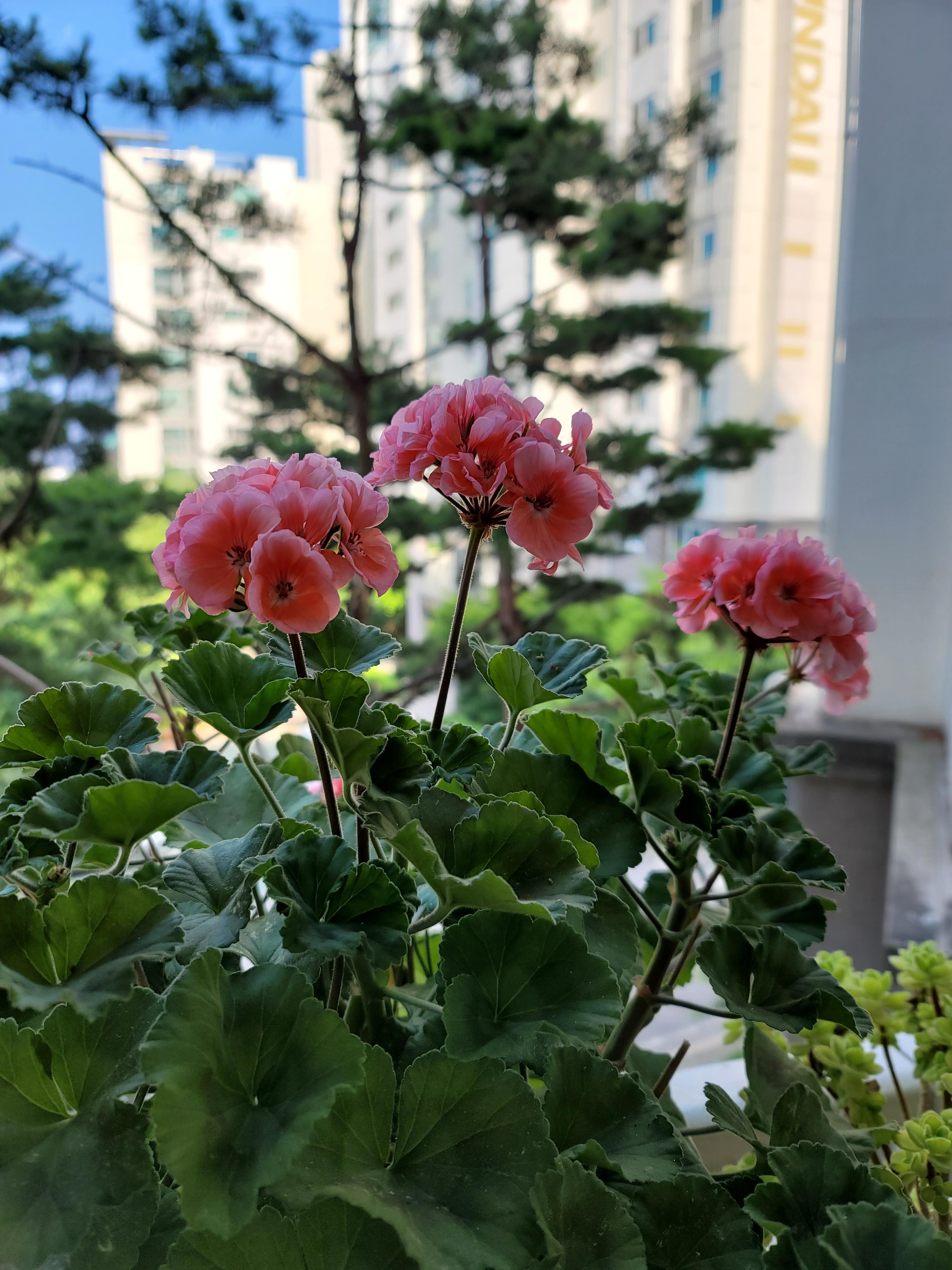 제라늄꽃
