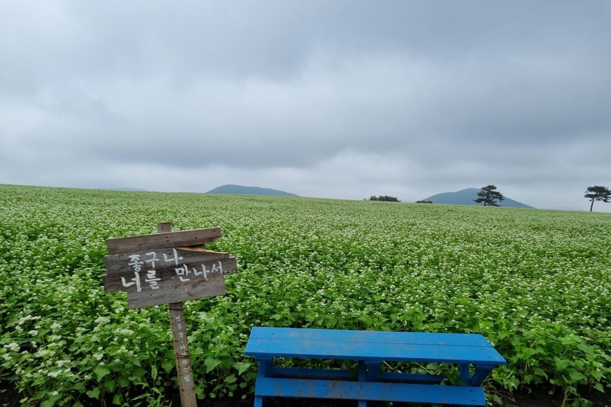 제주 보롬왓 메밀축제