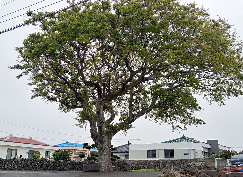 올레15B코스: 한림항에서 고내포구까지