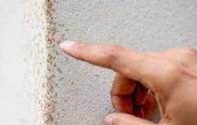 먼지다듬이 벌레/출처:구글이미지