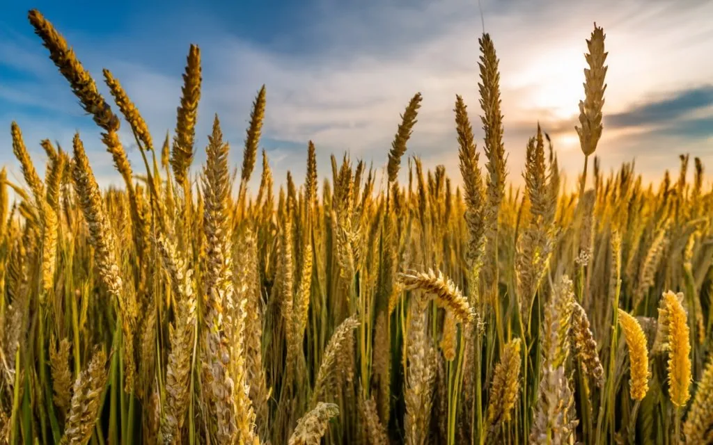 카무트 효소 효능