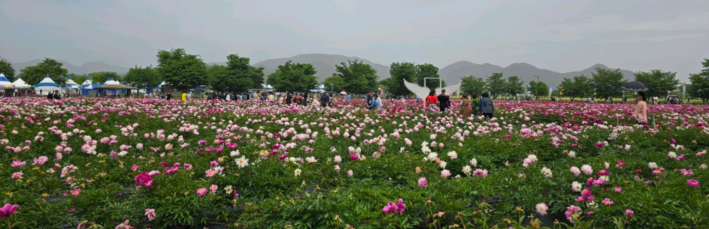 강나루생태공원 작약꽃 풍경 사진