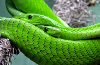 뱀에 물리는 꿈