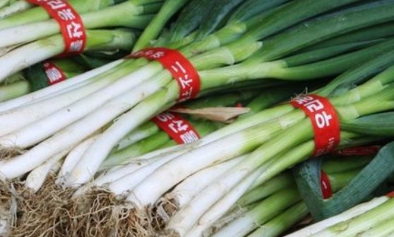 대파 보관방법 효능