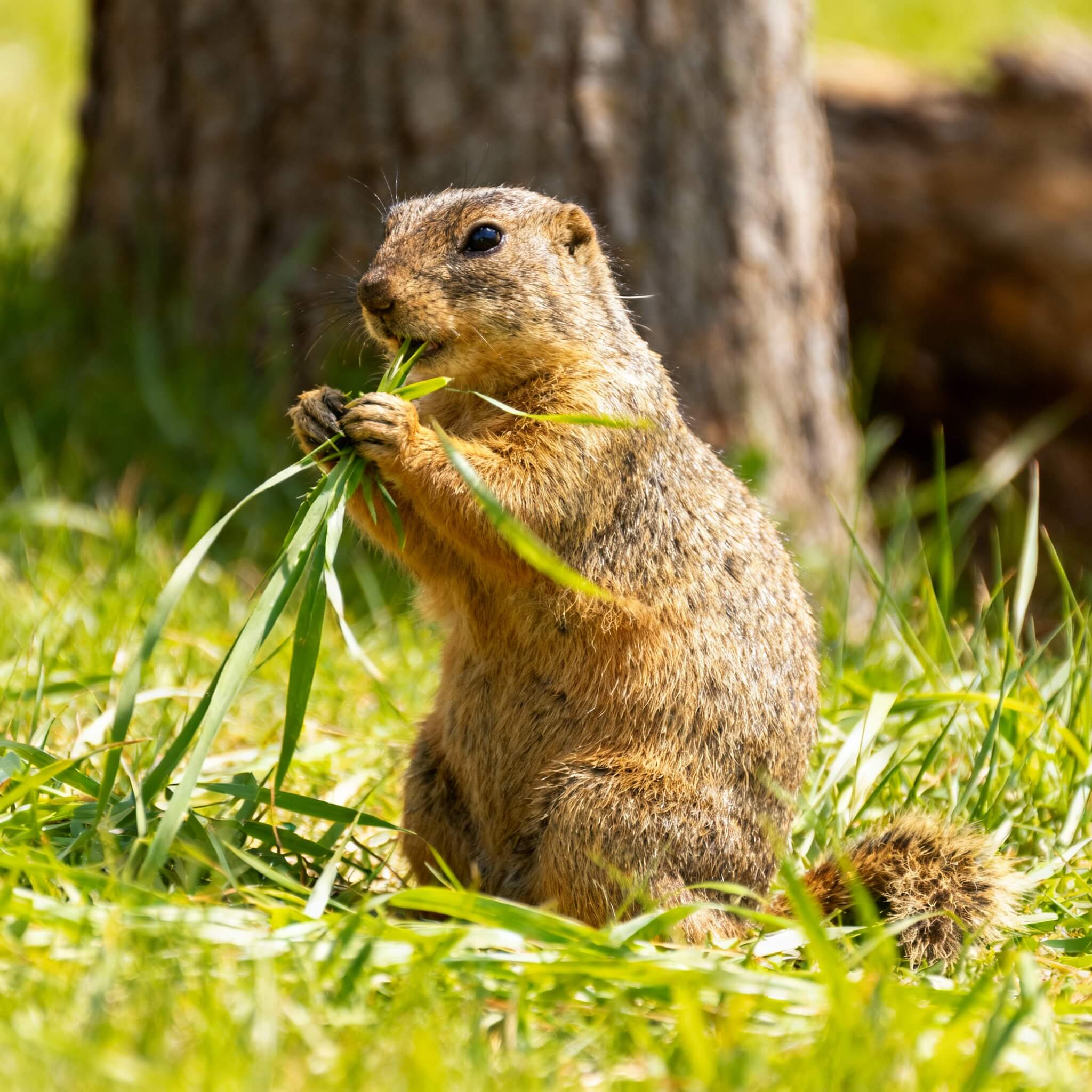 아가우티(Agouti) 반려동물 관리법 종합 매뉴얼