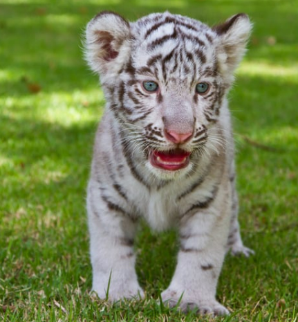 호랑이 꿈해몽 정리