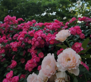 5월에 방문하는 축제 BEST 7