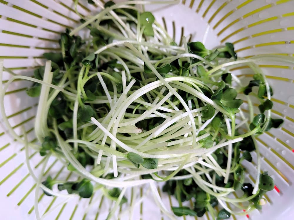 물로 가볍게 씼어 채에 받쳐 놓은 무순