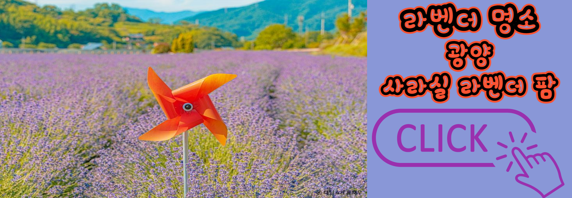 라벤더 명소 개화시기 꽃말