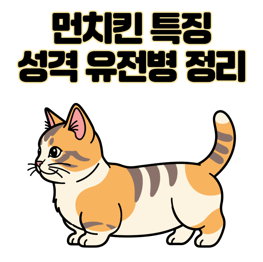 먼치킨 유전병 특징 성격 짧은 다리 이유 입양 전 필독