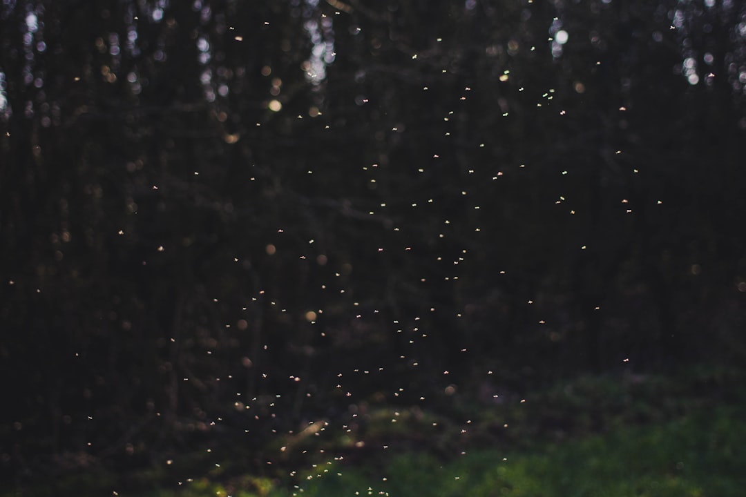 Firefly